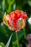 Tulip Parrot Apricot Parrot